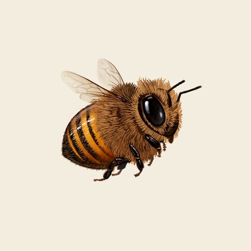 Image of Honey Bee
