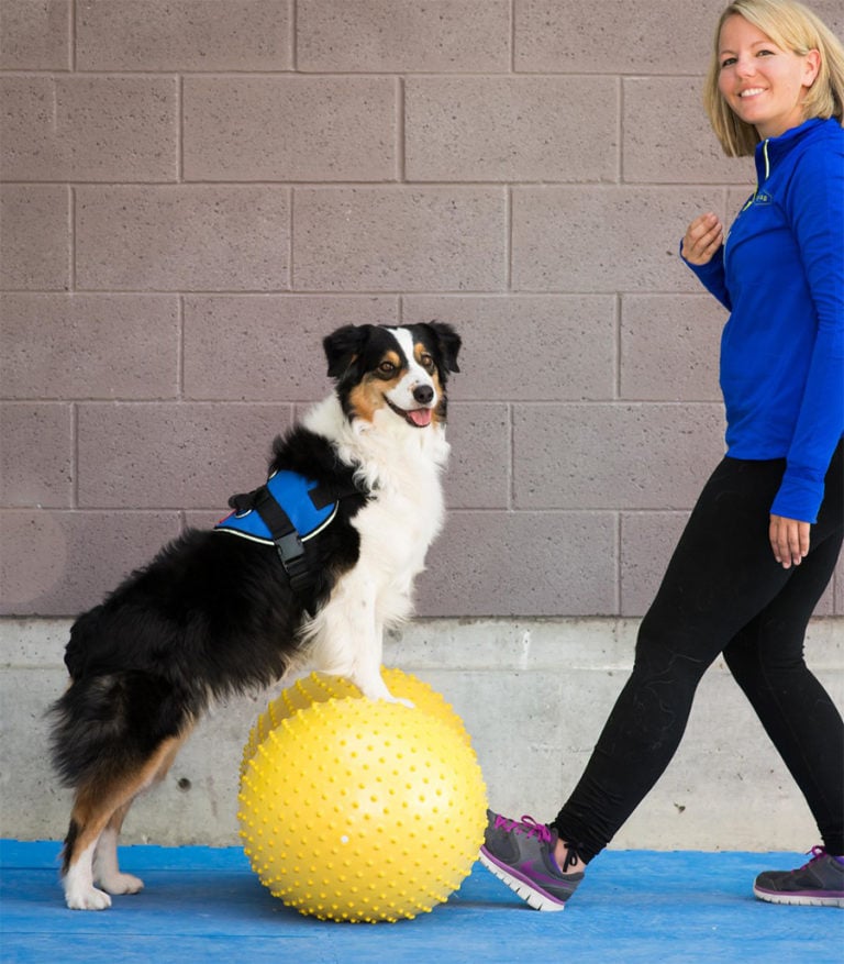 fitpaws giant rocker board