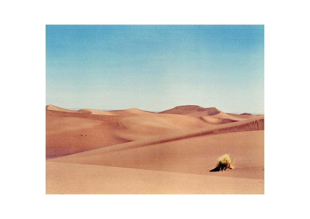 Image of "Desert Bush"