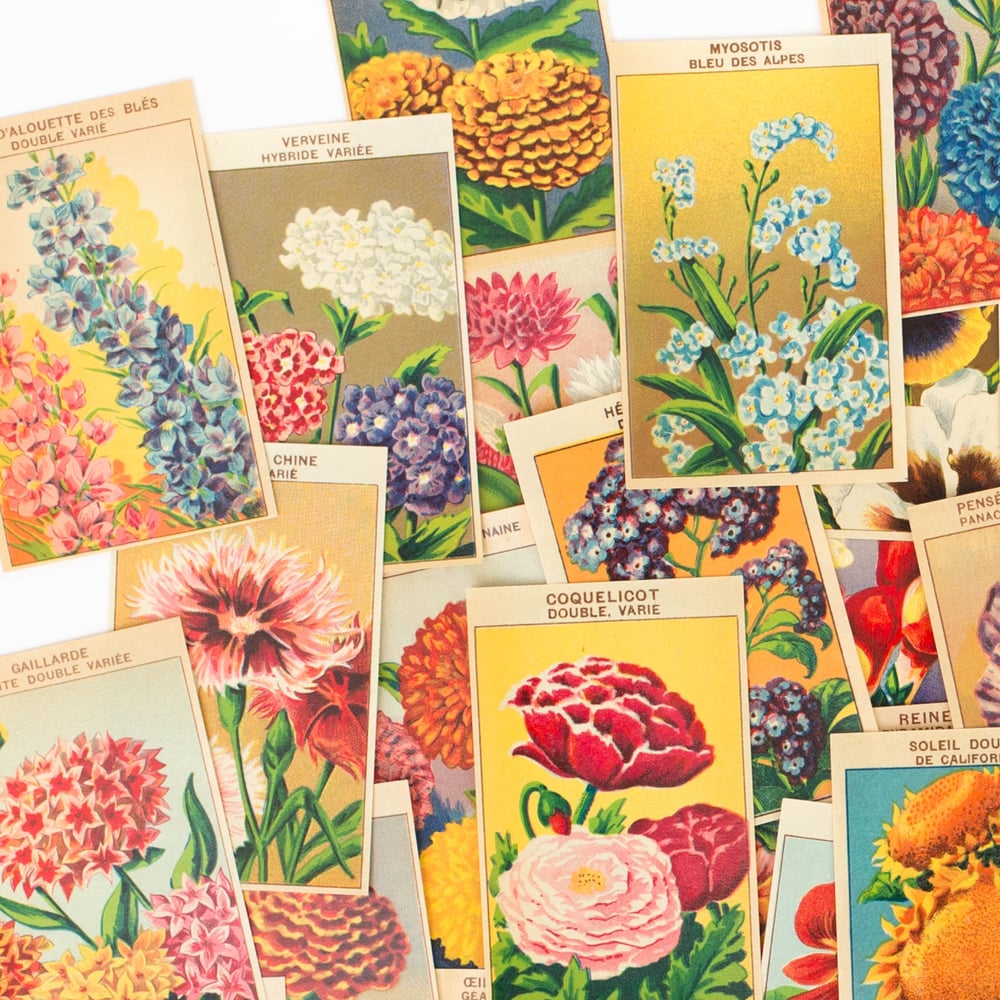 Image of 1920's French Flower Seed Labels