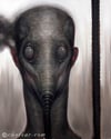 "Obsolete" Canvas Giclee 11x14"