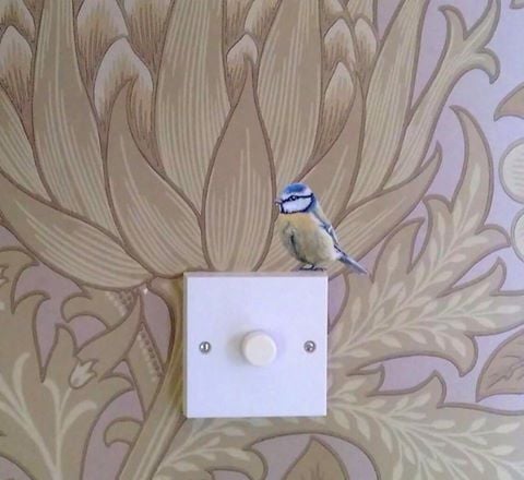 Image of Bertie Blue Tit ~ Removable Wall sticker