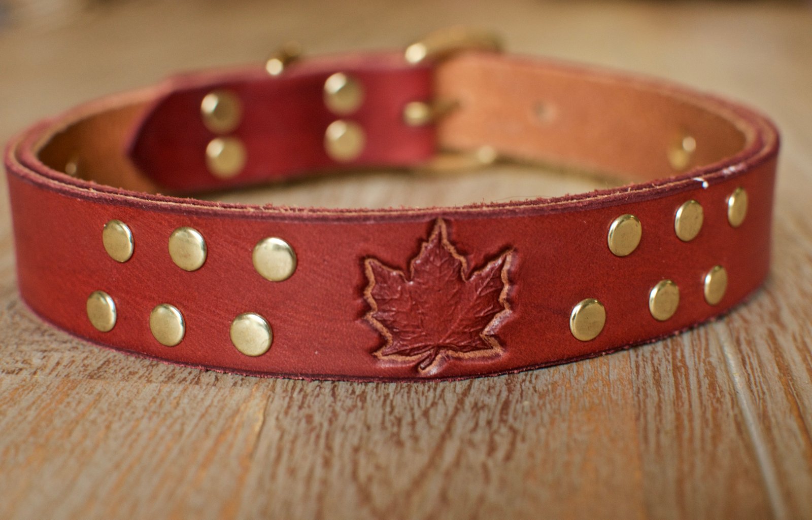 dog collars canada