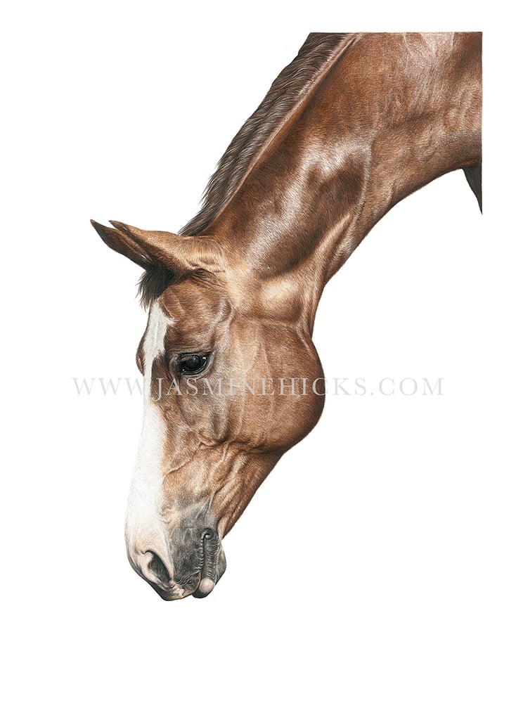 Image of Horse Head - Limited Edition Print