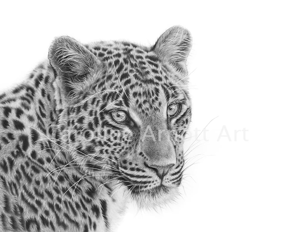 Image of 'Searching' Amur Leopard 11x14" Limited edition print