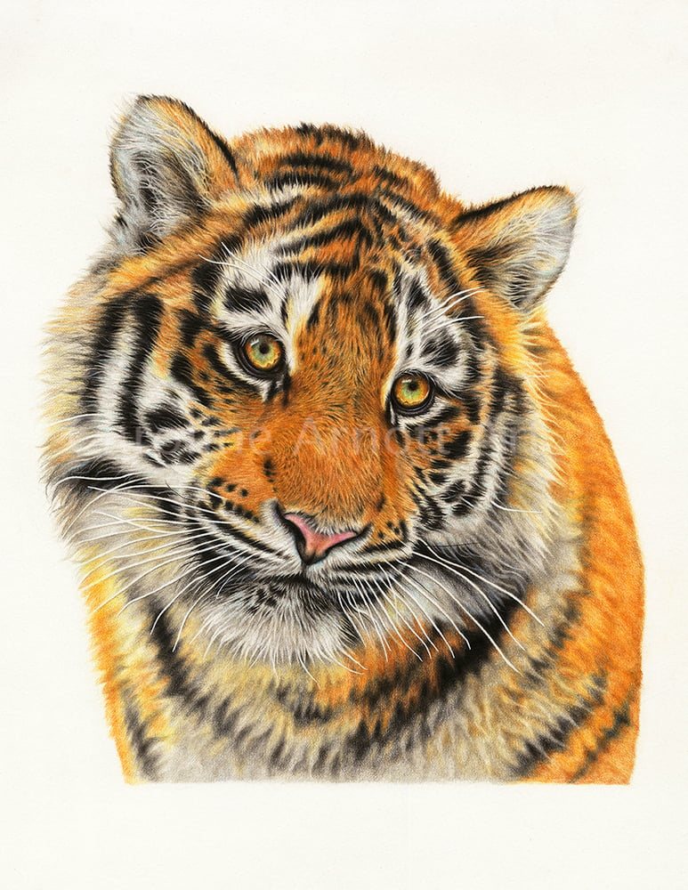 Image of 'Innocence' Siberian tiger cub limited edition print 11x14" 