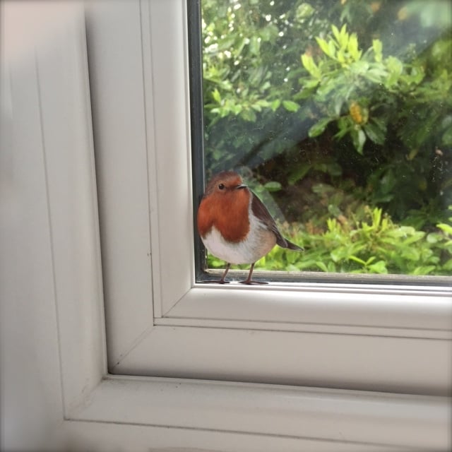 Image of Roberta Robin ~ Removable Wall sticker