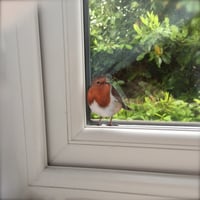 Image 3 of Roberta Robin ~ Removable Wall sticker