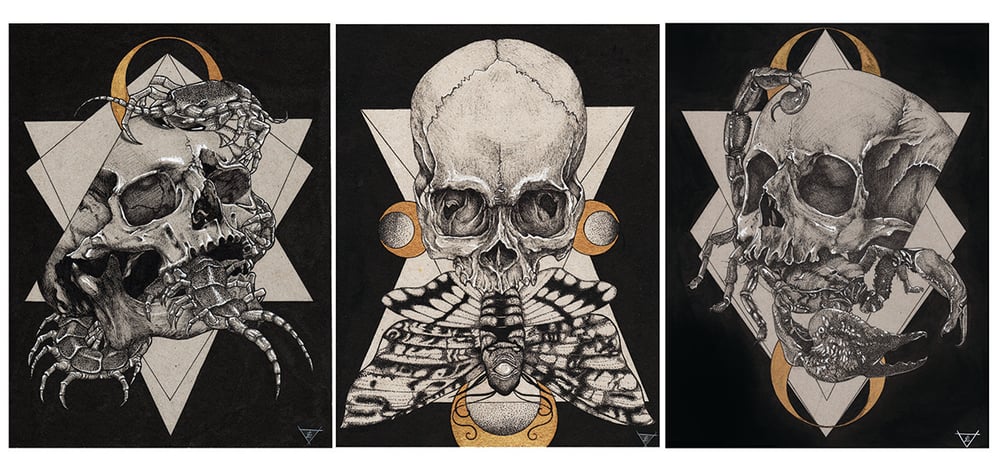 Image of Skull & Insect Set