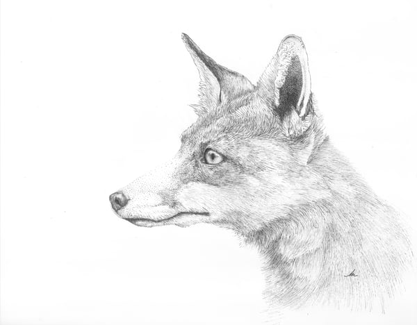Image of Fox in Pen print