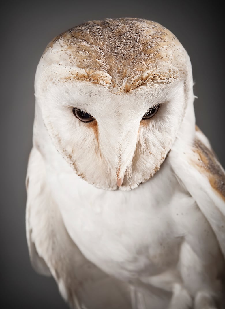 Image of Tyto alba (Barn Owl)
