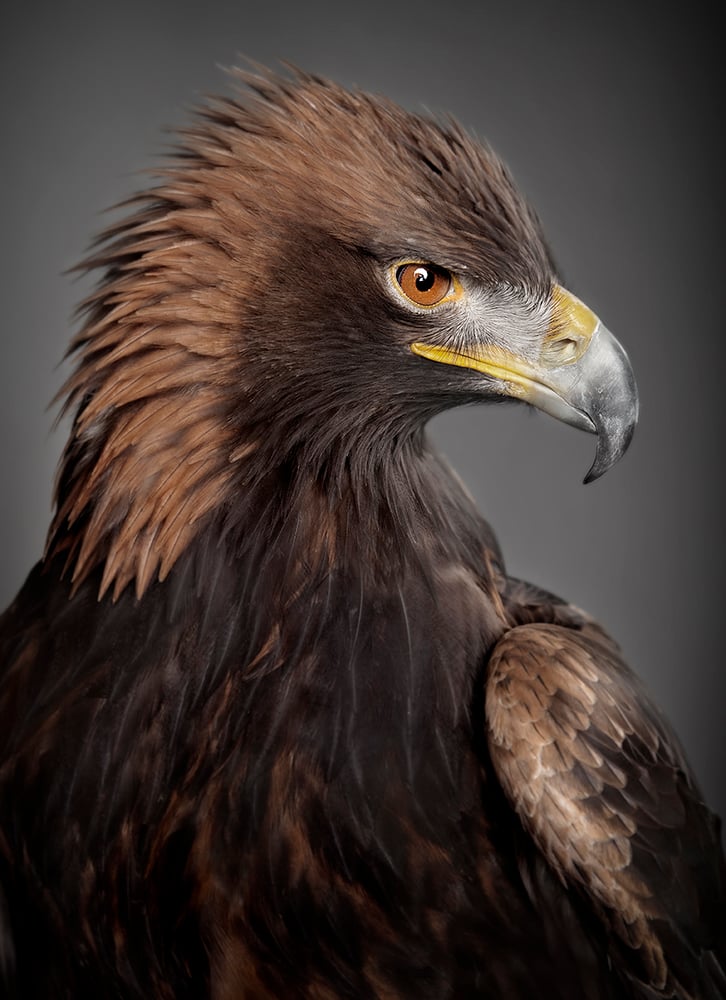 Image of Aquila chrysaetos (Golden Eagle)