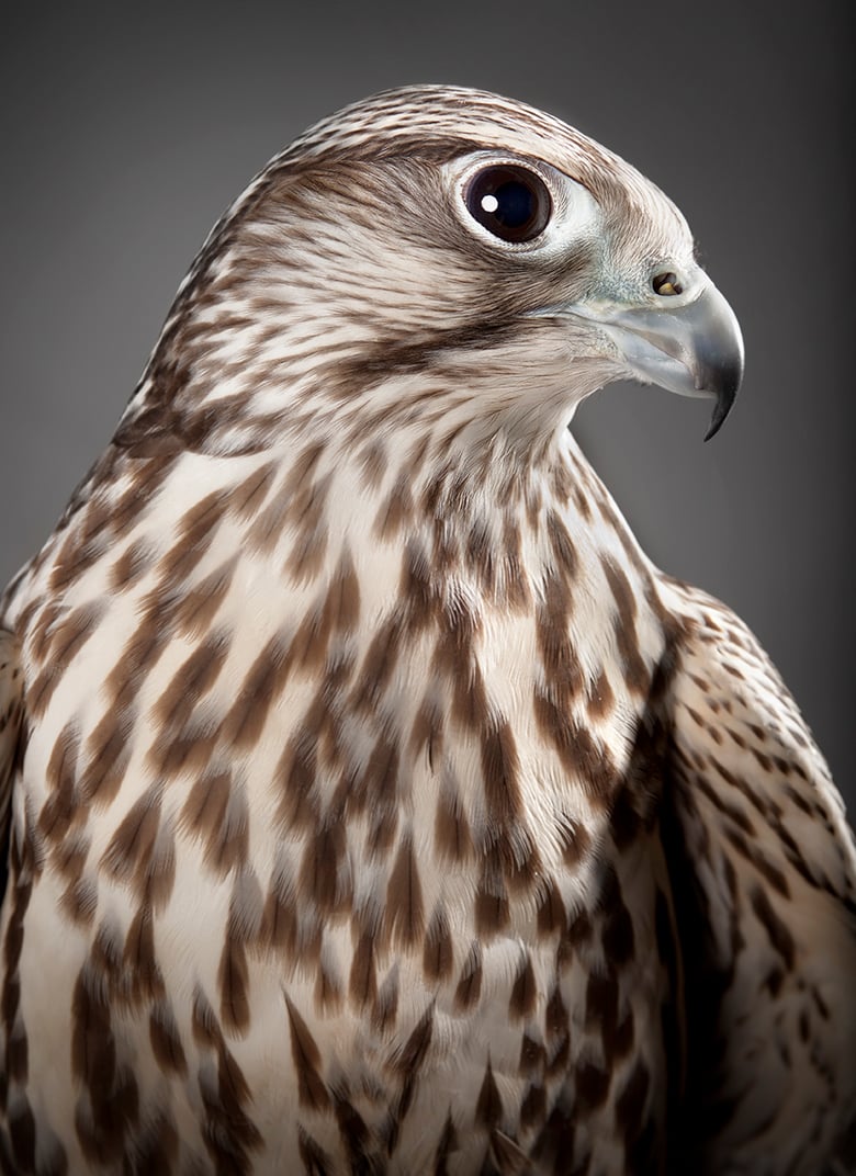 Image of Falco cherrug (Saker Falcon)