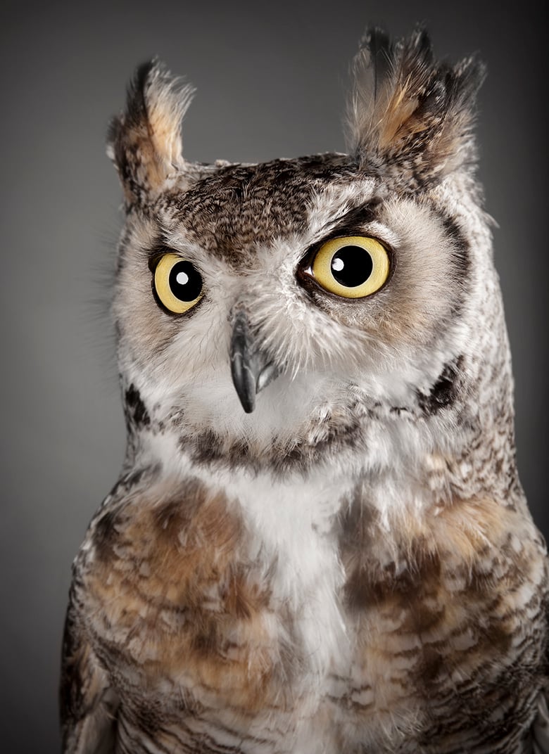 Image of Bubo virginianus (Great Horned Owl)