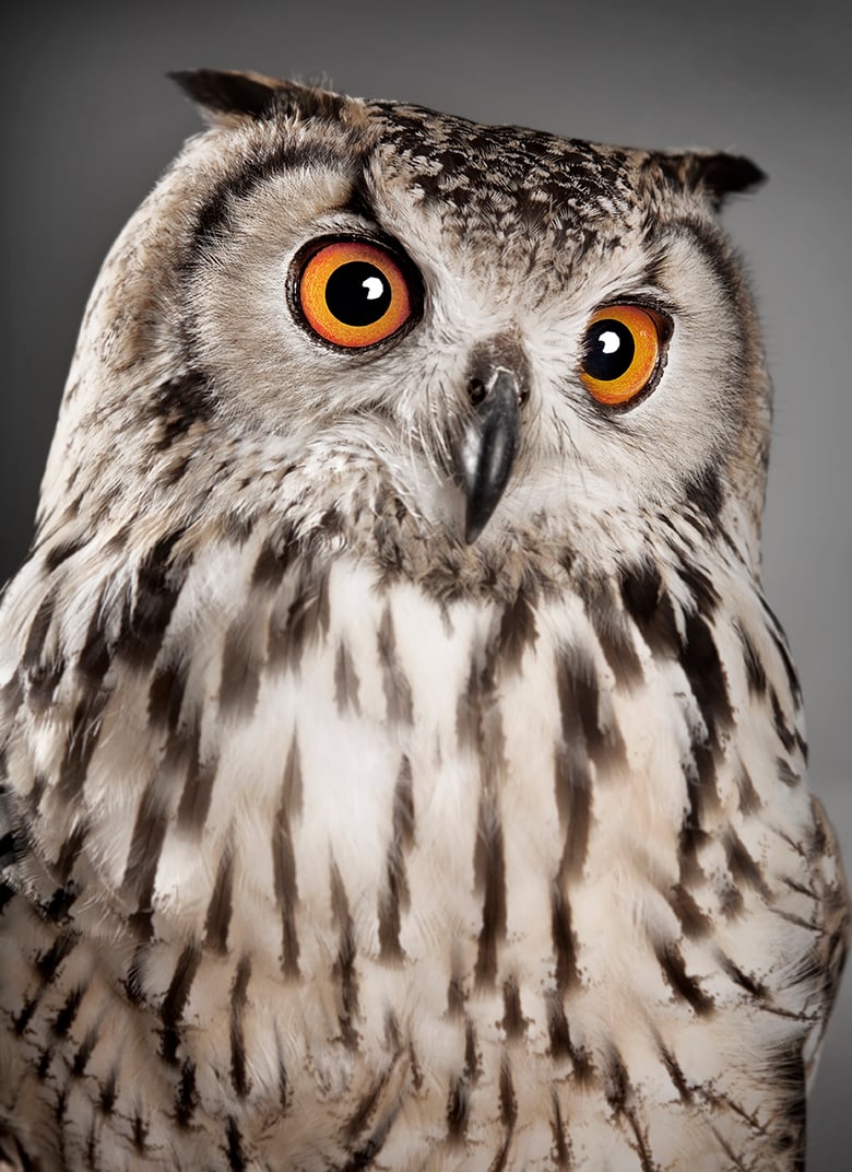 Image of Bubo bubo (Eurasian eagle-owl )