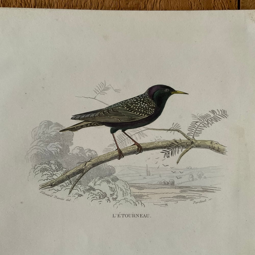 Image of Bird Picture no.5