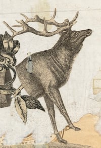 Image 2 of OH Deer!