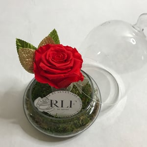 Enchantment Rose -Infinite Rose Collection
