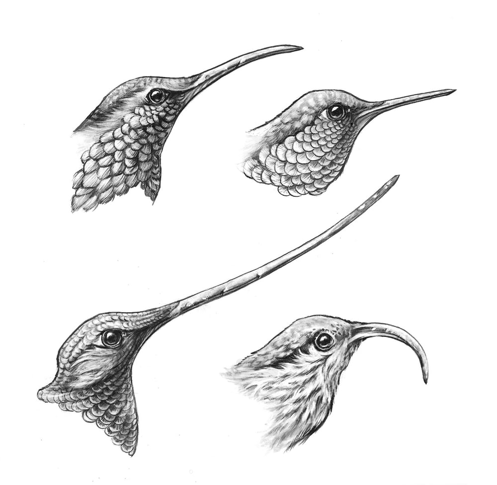 Image of Sip, Lap, Prod, Catch