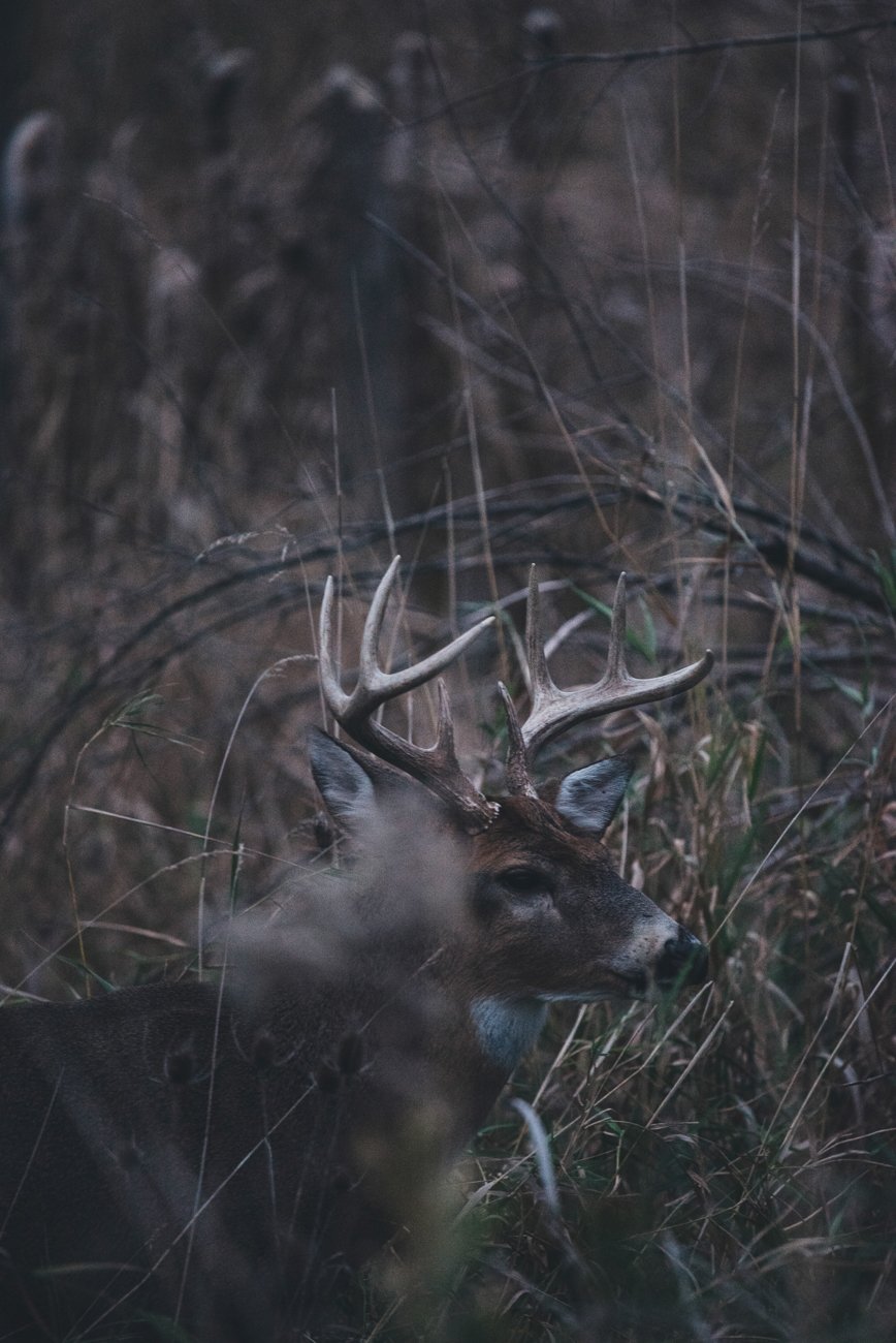 Image of Obscured in the fog