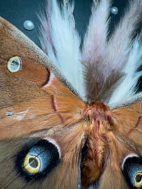 Image 2 of Polyphemus Moth