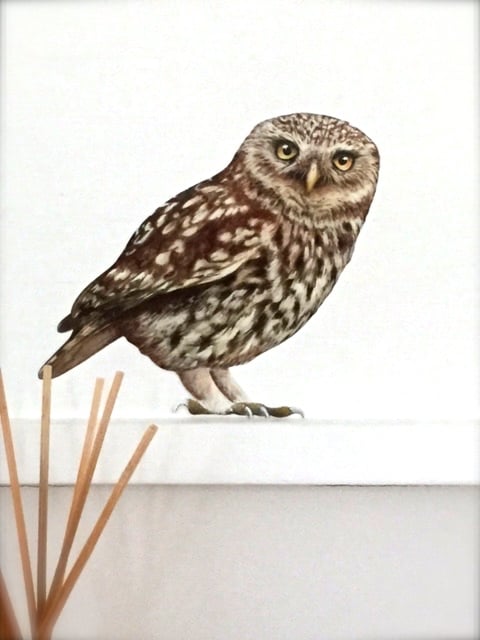 Image of Oswald Little Owl ~ Wall sticker 