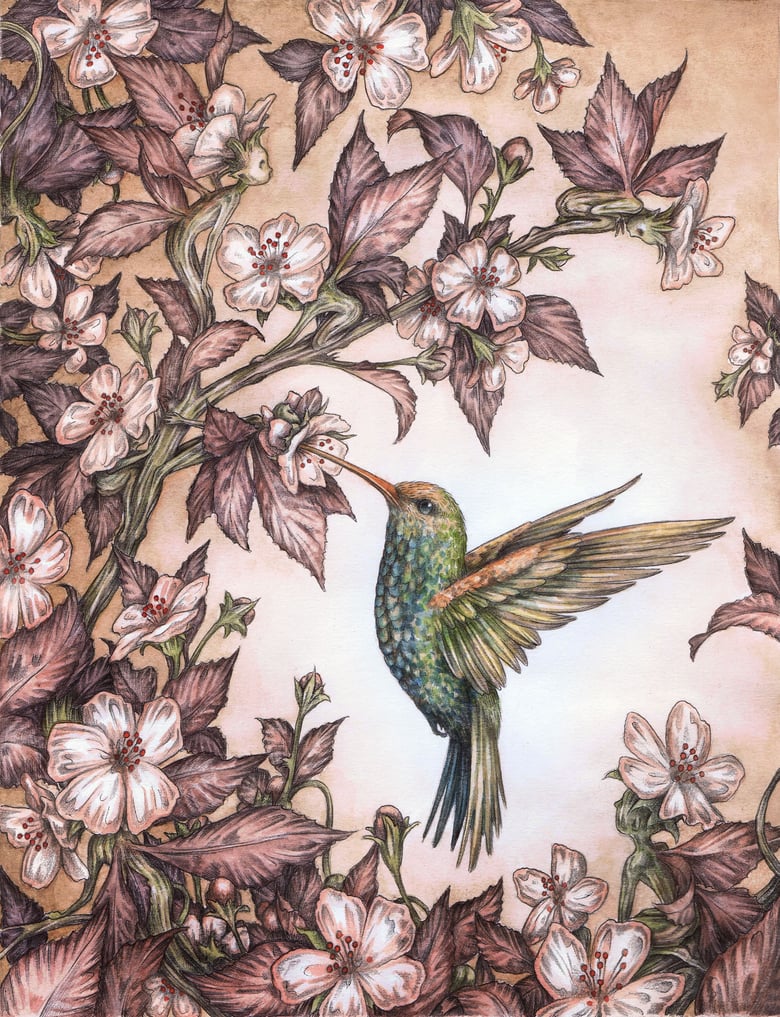 Image of 'Hummingbird' by Adam Oehlers