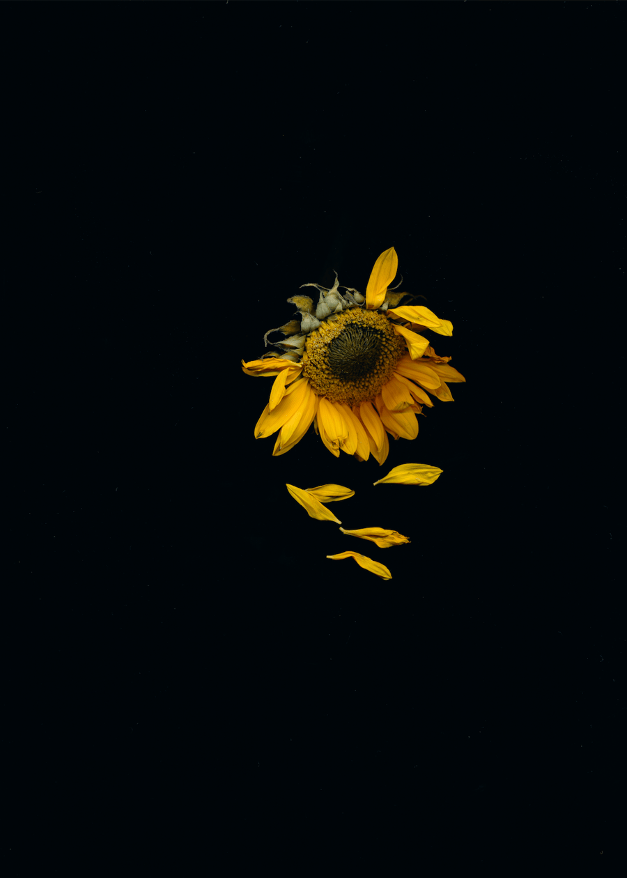 Image of Sunflower II
