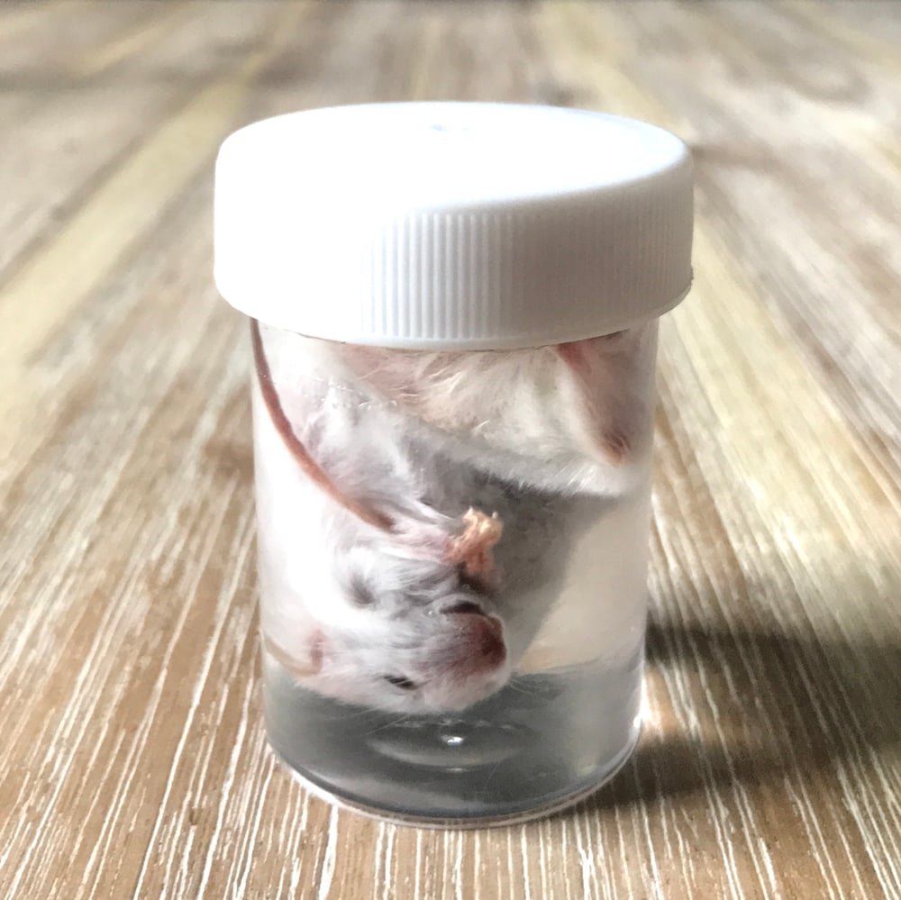 Image of White Mouse (Mus musculus) Wet Specimen