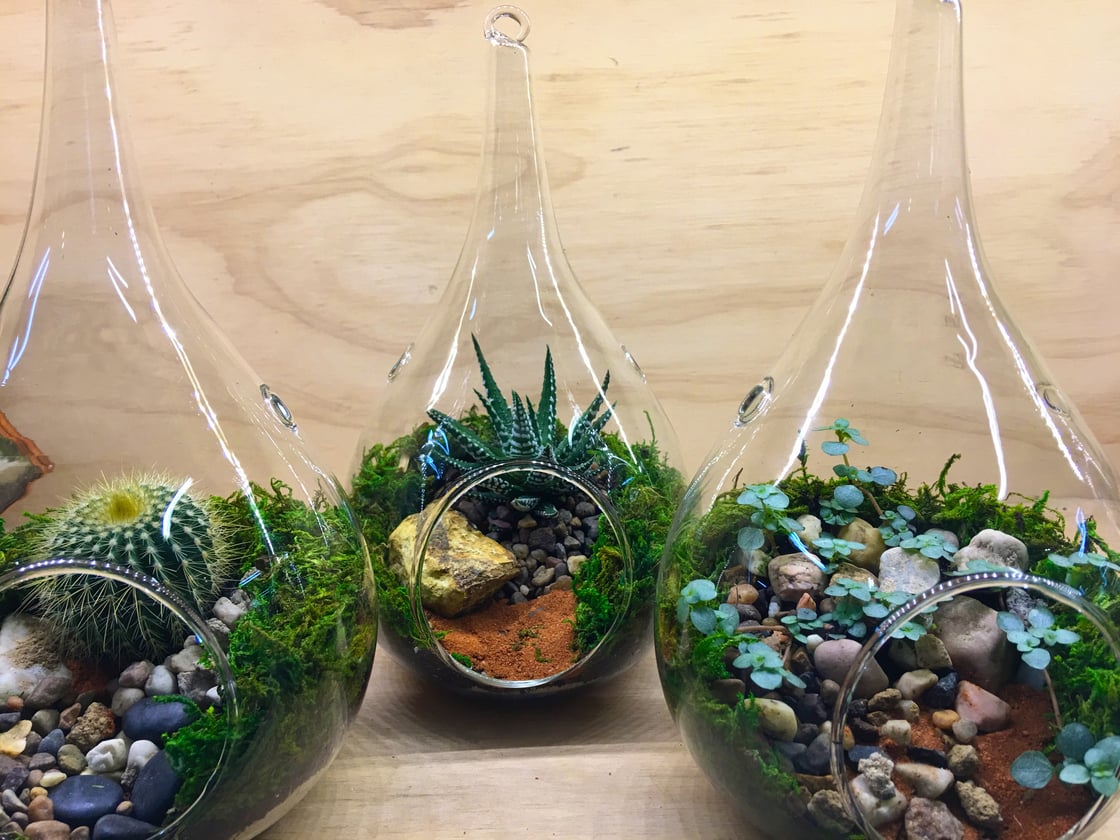 Image of Teardrop Terrariums (Ready-made only)