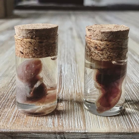 Image of Bisected Baby Mouse in Corked Glass Vial