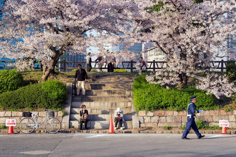 Image of MOMENTS WITH SAKURA