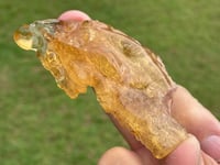 Image 1 of Amber Specimen #1464