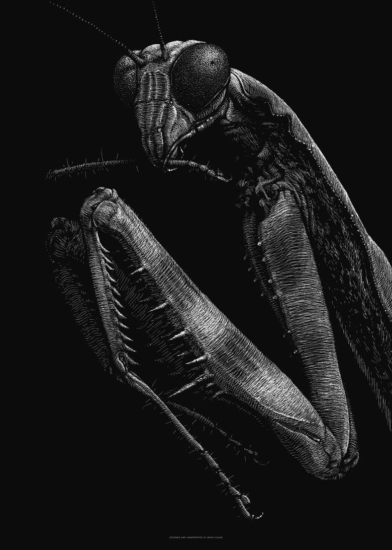 Image of »Mantis« Artprint