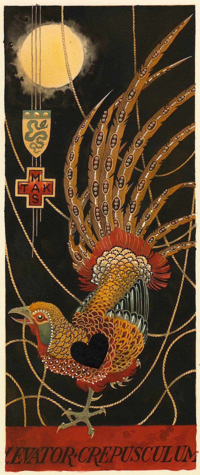 Image of LEVATOR CREPUSCULUM