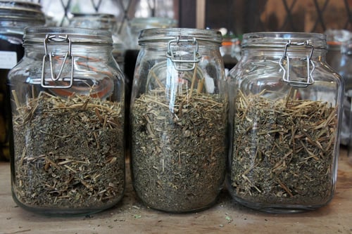 Image of TRIBULUS TERRESTRIS spagyric tincture - alchemically enhanced plant extraction