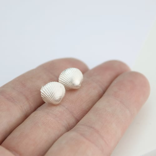 Image of silver shell earrings, cockle shell stud earrings
