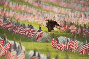 Image of Bald Eagle Overlays