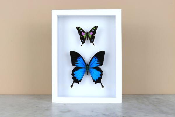 Image of 2x BUTTERFLIES: BLUE AND PURPLE MOUNTAIN SWALLOWTAIL