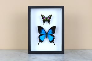Image of 2x BUTTERFLIES: BLUE AND PURPLE MOUNTAIN SWALLOWTAIL