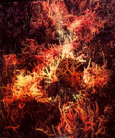 Image of Albufera pH 9.2