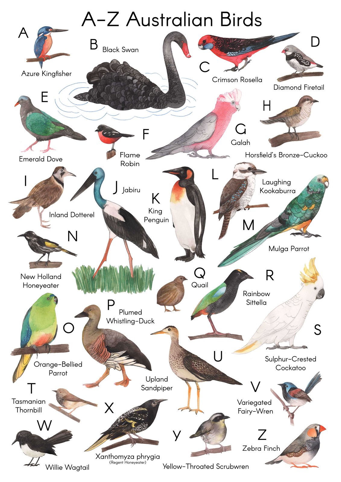 Meander Designs — A-Z Australian Birds