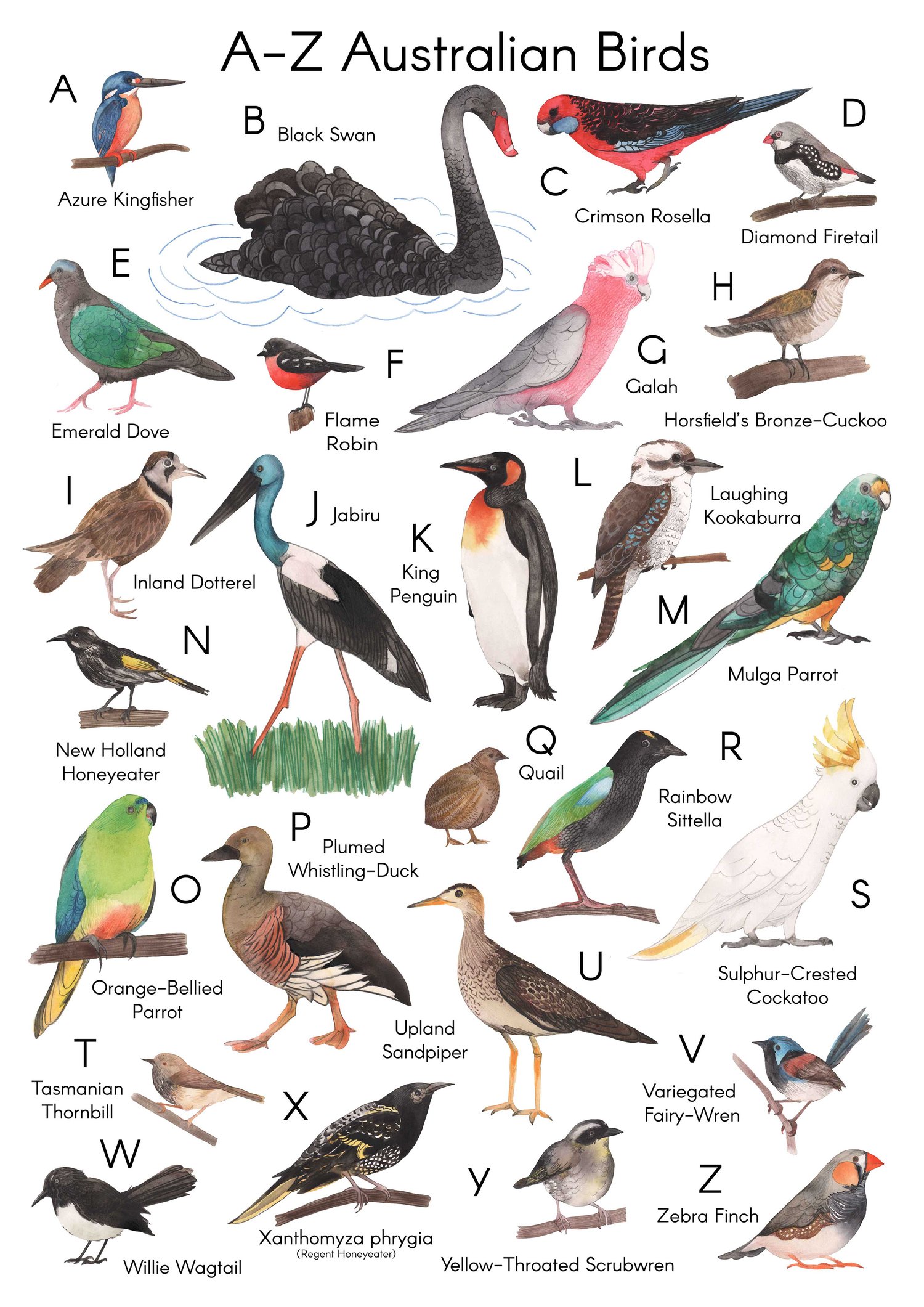 Meander — A-Z Australian Birds