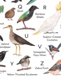 A-Z Australian Birds