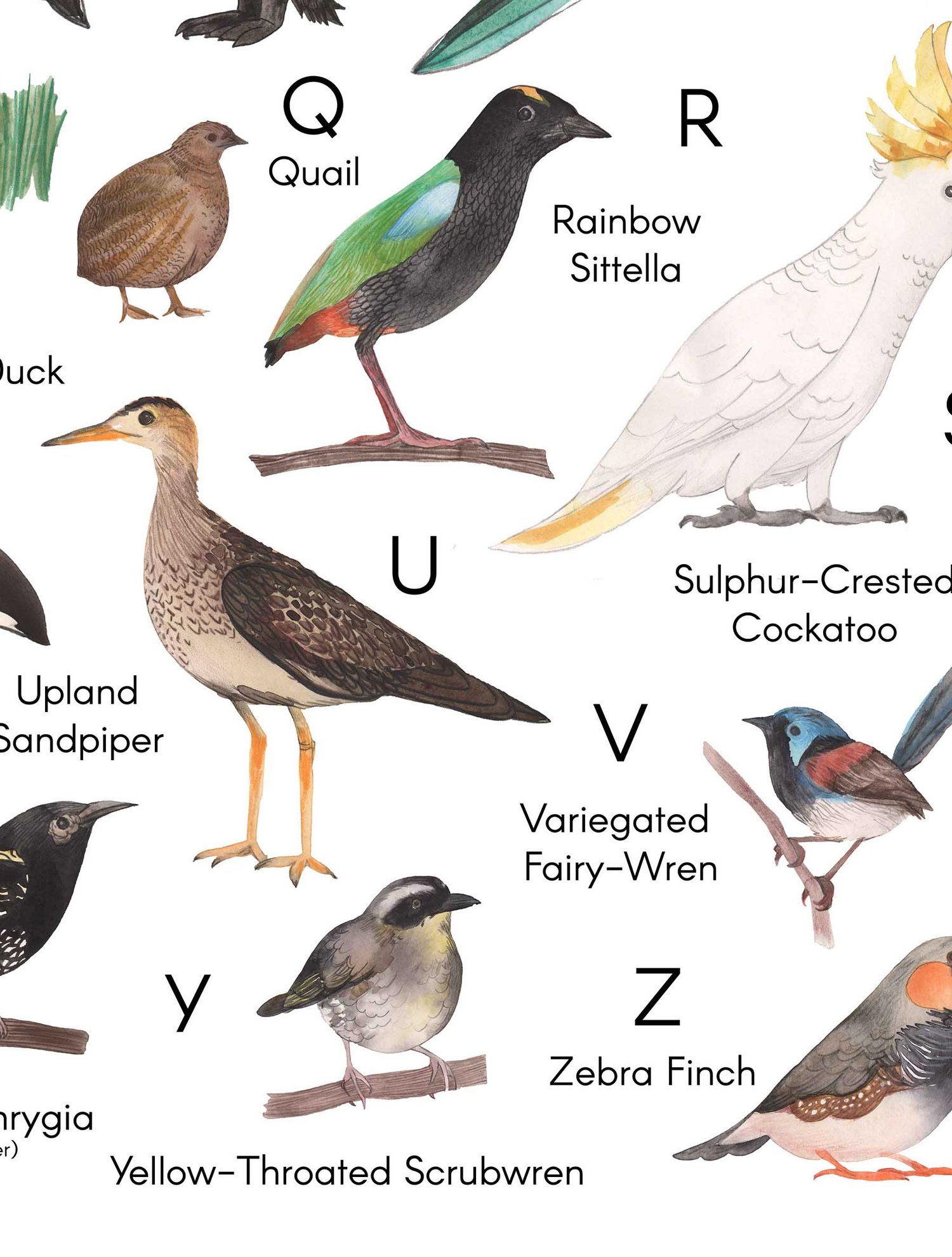 Image of A-Z Australian Birds