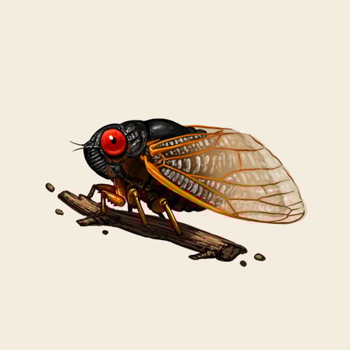 Image of Magicicada