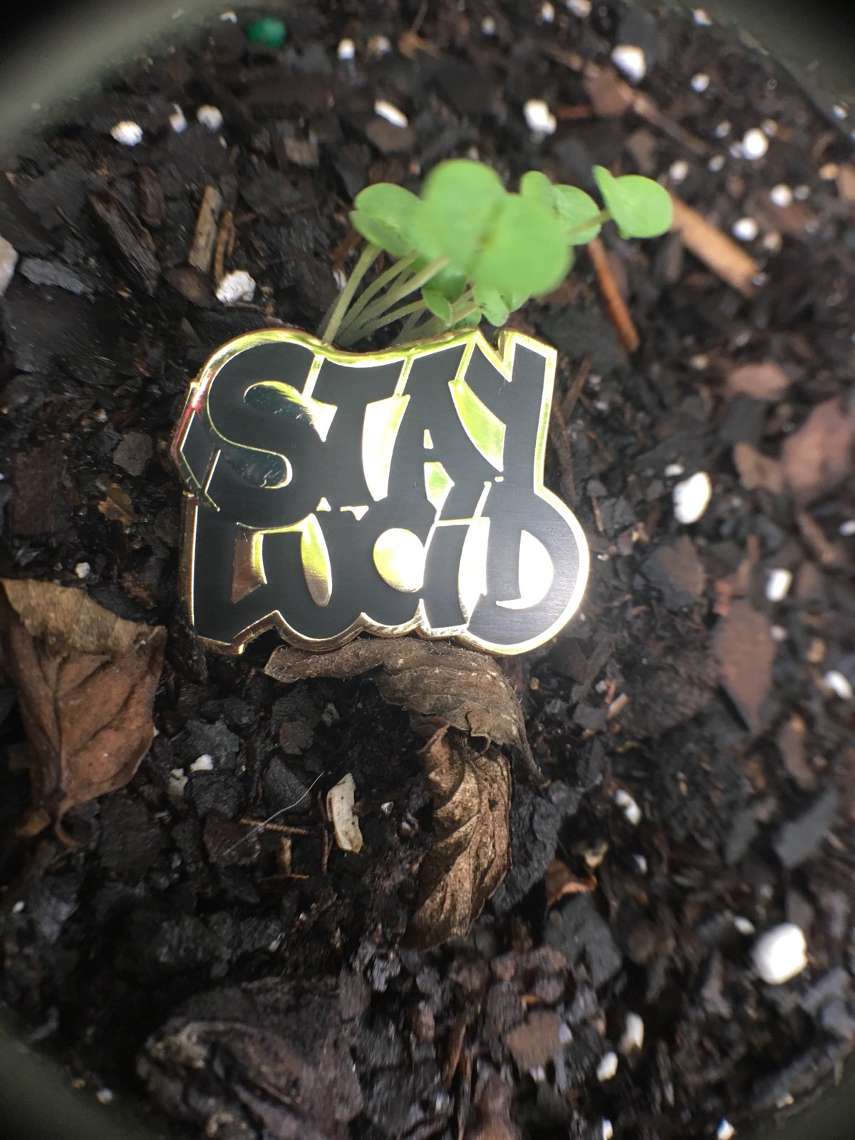 Image of "STAY LUCiD" Pin