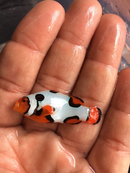 Image of Picasso premium #2