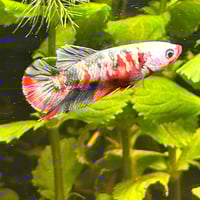 Image of Copper Red Purple Gold HMPK Female
