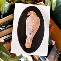 Falcon Study Postcard Print